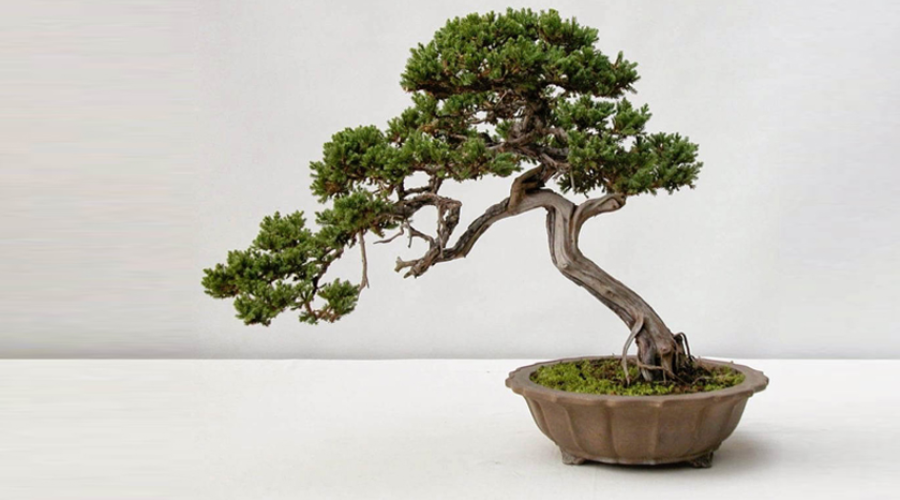 Cây bonsai để bàn món quà tân gia ý nghĩa
