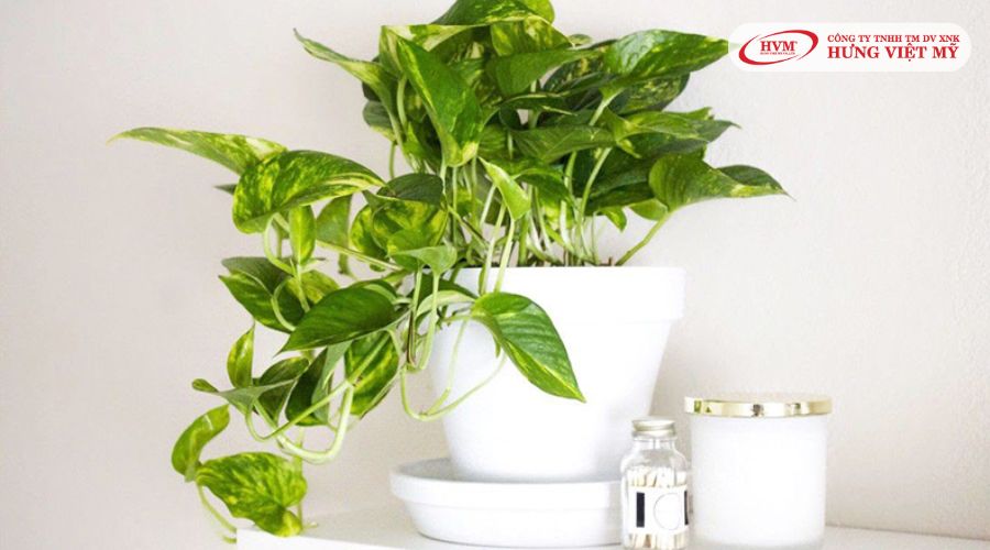 quà biếu người lớn