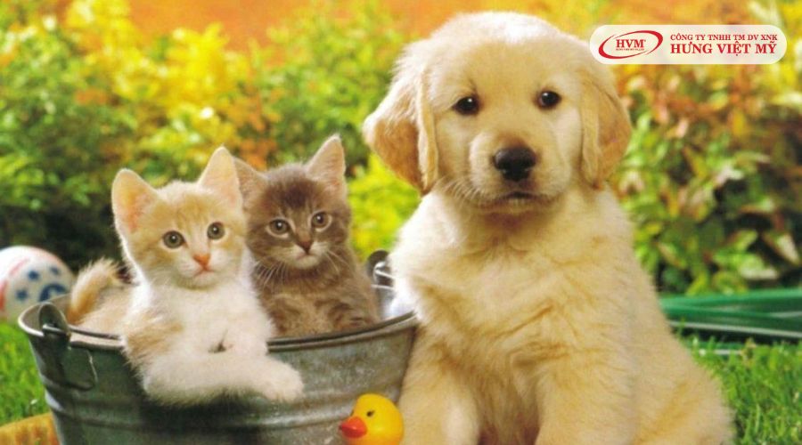 Thú cưng quà tặng người yêu