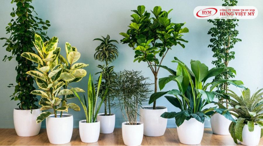 Quà tặng bố chậu cây cảnh