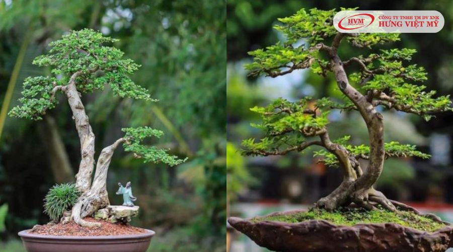 Cây cảnh quà tặng kỷ niệm ngày cưới 