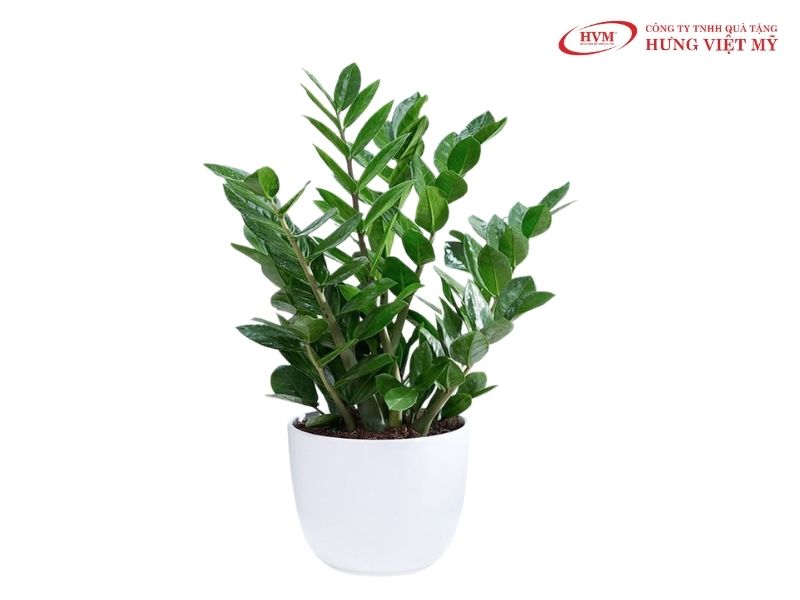 Chậu cây Kim Tiền trong chậu sứ trắng làm quà tặng đối tác may mắn